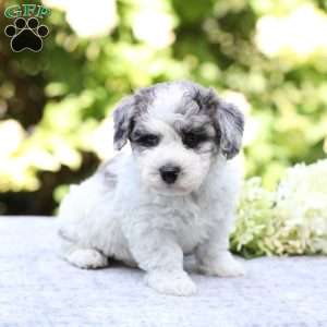 Roscoe, Bich-Poo Puppy
